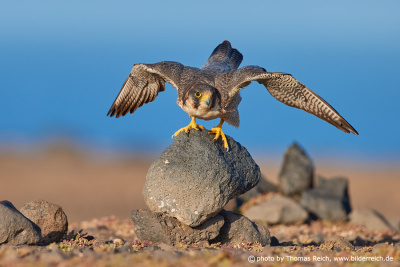 Barbary Falcon outstreched wings