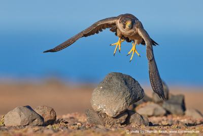 Barbary Falcon flying