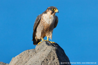Barbary falcon Lanzarote