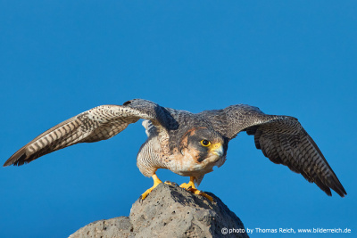 Barbary falcon wing span