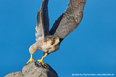 Barbary falcon starts to fly