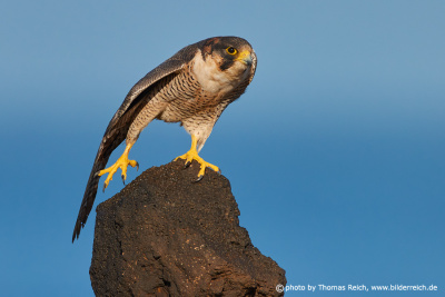 Barbary Falcon stretches leg