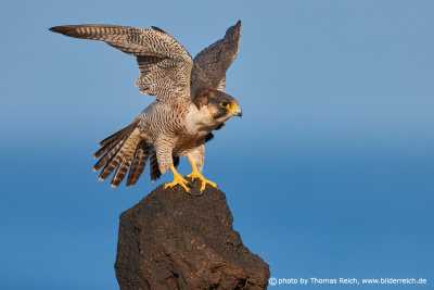 Barbary Falcon perches on a stone