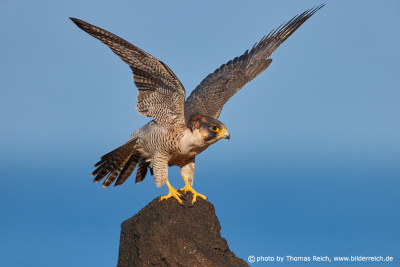 Barbary Falcon speed