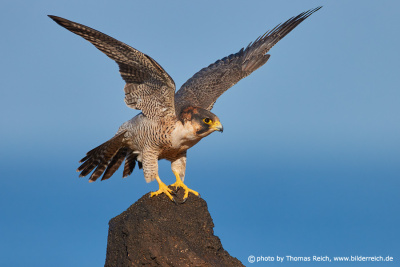 Barbary Falcon bird perching