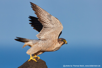 Barbary Falcon bird of high speed