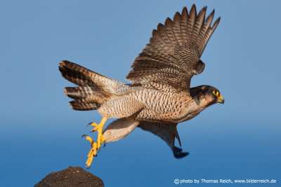 Barbary falcon departs