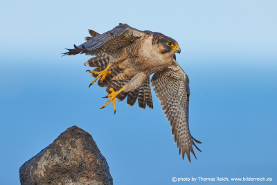 Barbary falcon female in flight