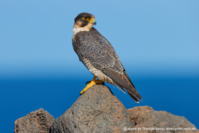 Barbary Falcon at Atlantic Ocean