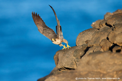 Barbary falcon lifts off