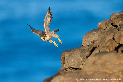 Barbary falcon in flight