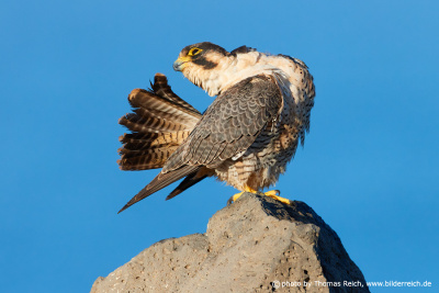 Barbary Falcon female plumage care
