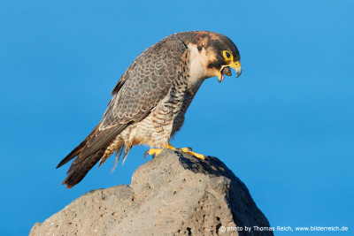 Barbary Falcon Pellet