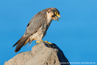 Falcon Pellet