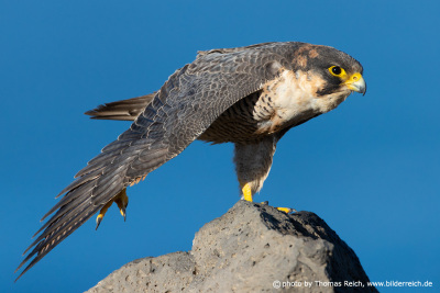 Barbary falcon spreads wings