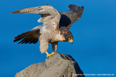 Barbary Falcon bird of prey