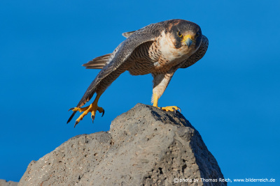 Barbary Falcon stretching leg