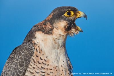 Barbary Falcon with open bill