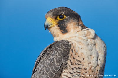 Barbary Falcon Portrait