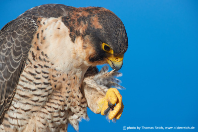 Barbary falcon female cleans feathers with beak