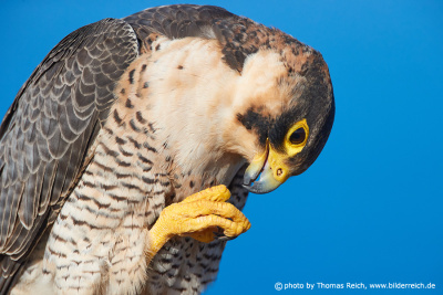 Barbary Falcon Close-up