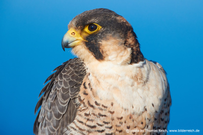 Barbary Falcon Close-up portrait