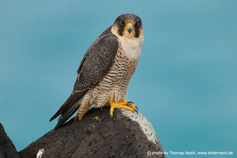Barbary falcon nature