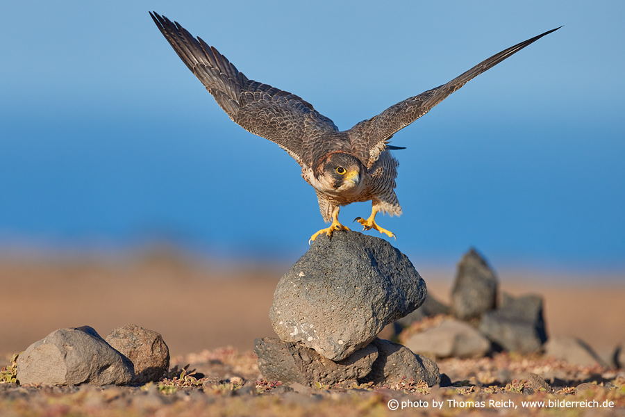 Barbary Falcon take-off