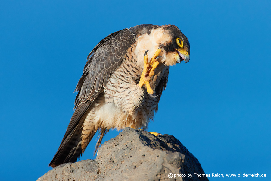 Claws of Barbary Falcon female