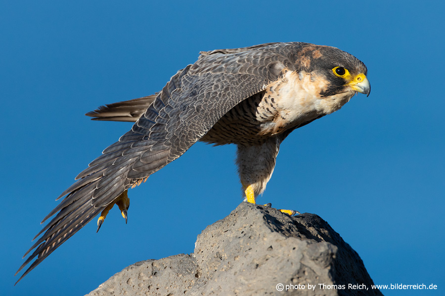 Barbary falcon spreads wings