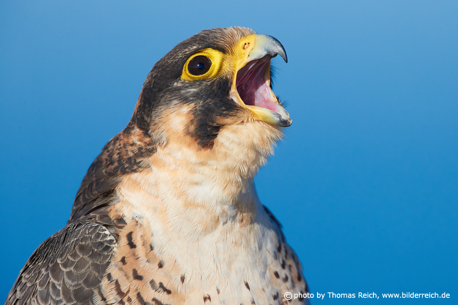 Barbary Falcon with open beak