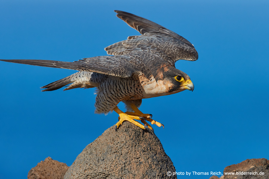 Barbary falcon wing shape