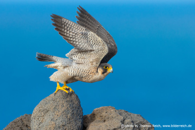 Barbary falcon female starts to fly