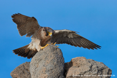 Barbary falcon female flight landing
