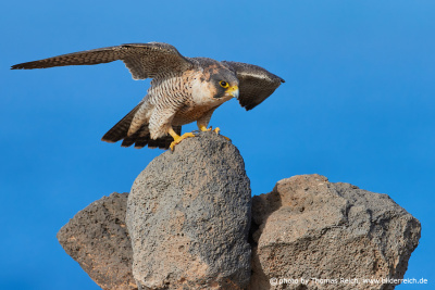 Barbary Falcon lands on lava rock