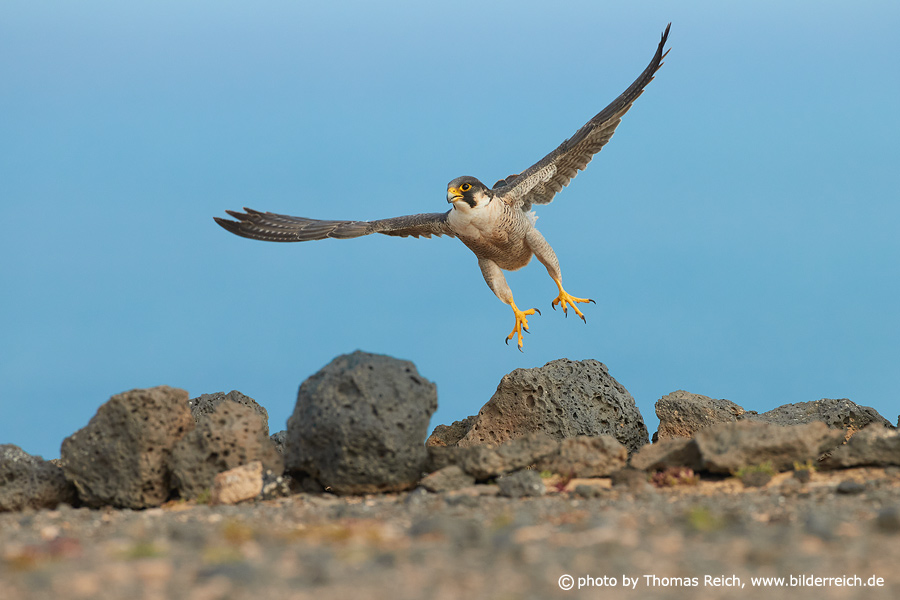 Barbary falcon female flying