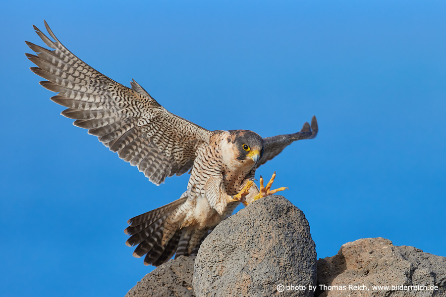 Barbary Falcon landing