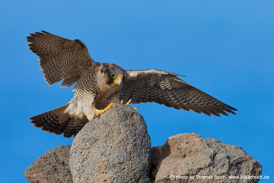 Barbary falcon female flight landing