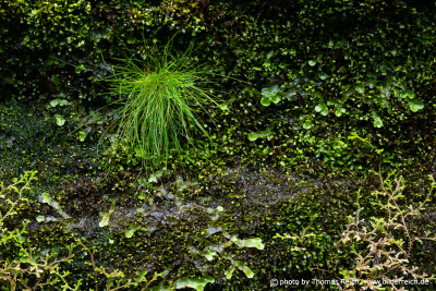 Nasses grünes Moos Flores Insel Azoren