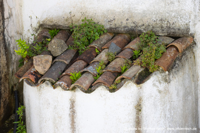 Bricks overgrown with plants