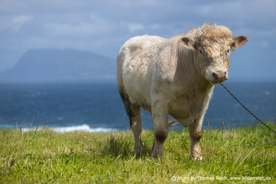 Bull on green cow pasture on Flores Azores