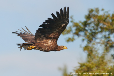 Young White-tailed eagle in flight