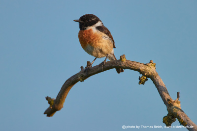 Stonechat in spring
