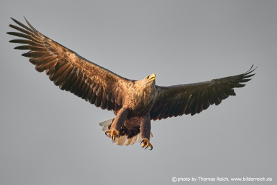 Old White-tailed Eagle in approach