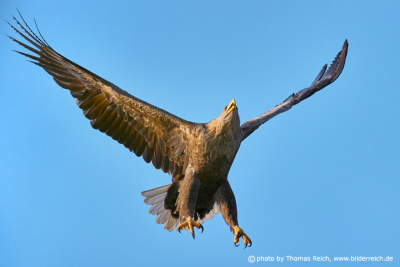 White-tailed Eagle with talons outstretched