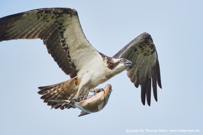 Osprey flying with a fish in its talons