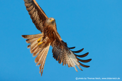 Red Kite from below