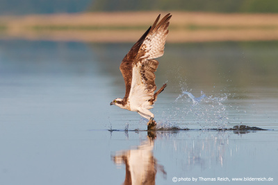 Fischadler fliegt über Wasser