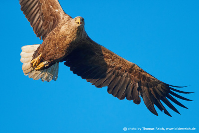 White-tailed eagle in the wild nature