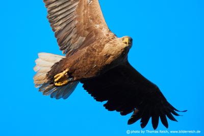 Magnificent White Tailed Eagle